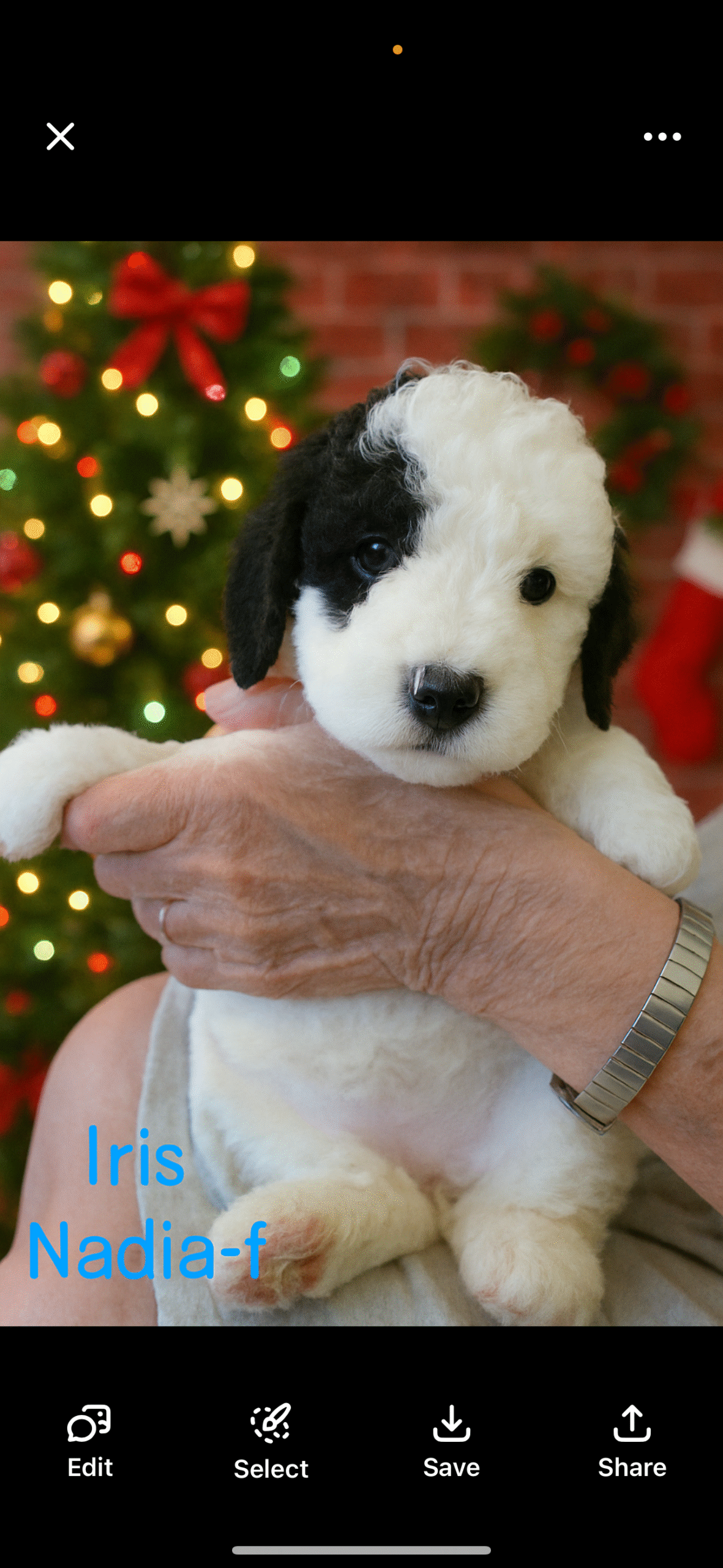 1 A cute, fluffy brown puppy in a plaid shirt sits in a cozy dog bed, looking at the camera with a curious expression