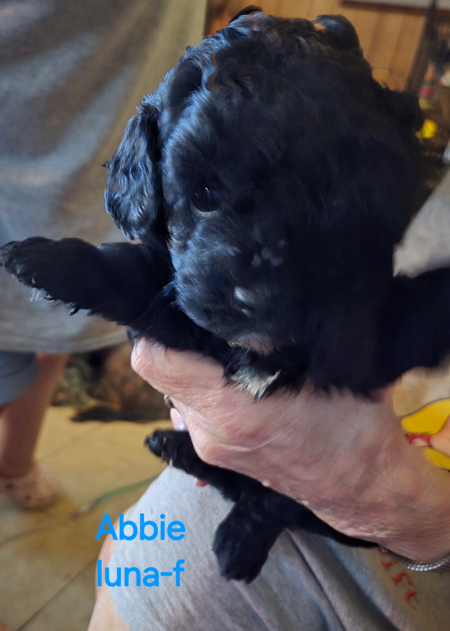 22 A cute, fluffy brown puppy in a plaid shirt sits in a cozy dog bed, looking at the camera with a curious expression
